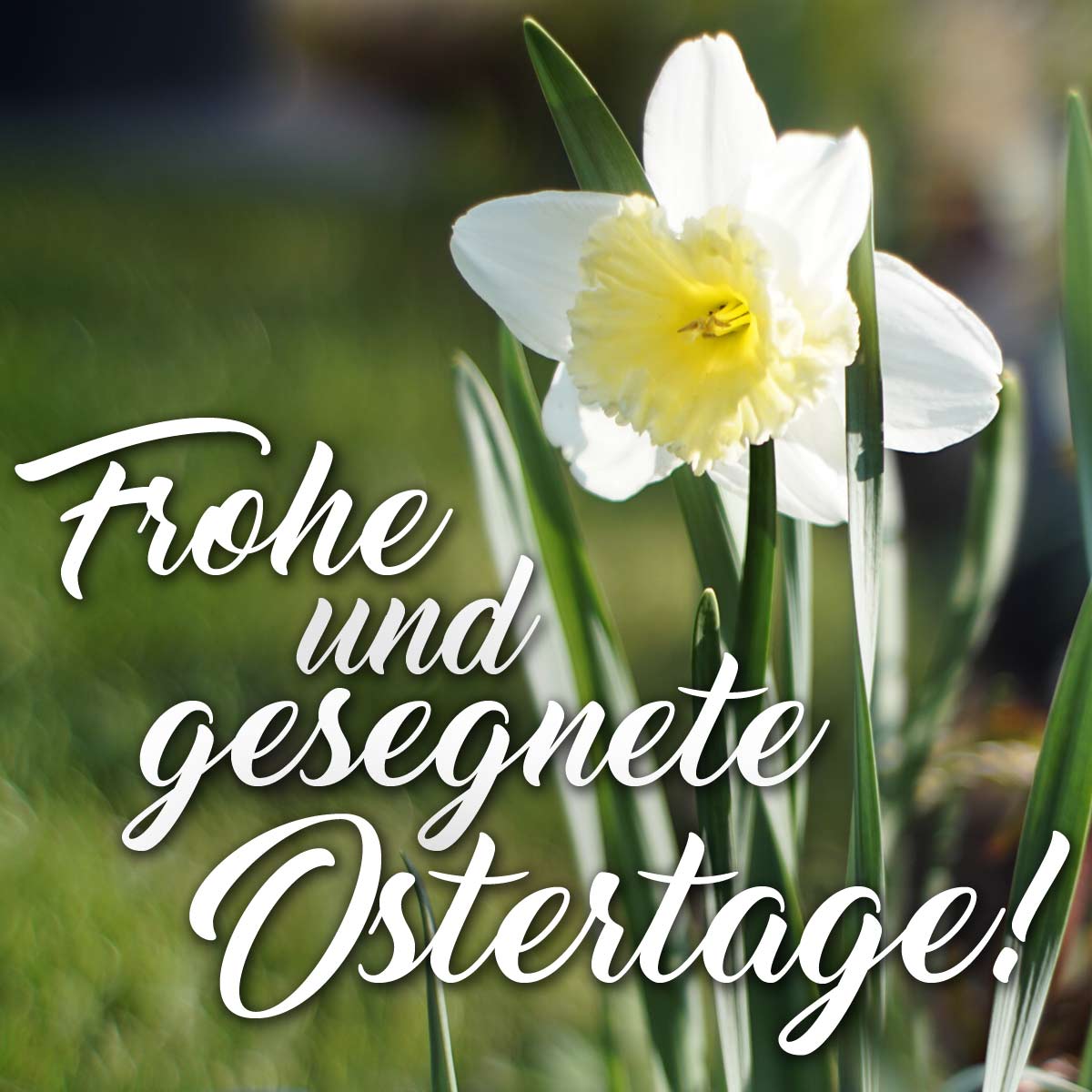 Ostergruss